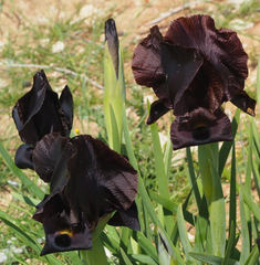 Iris atrofusca