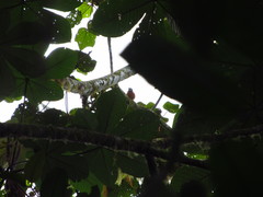 Hapaloptila castanea