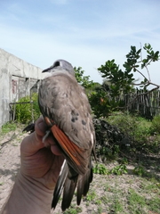 Turtur abyssinicus