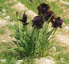 Iris atrofusca