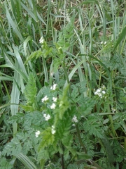 Torilis nodosa