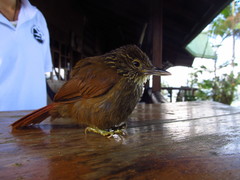 Syndactyla subalaris