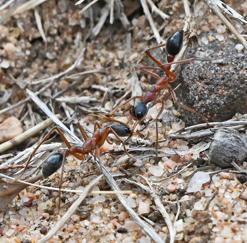 Black-headed Bull Ant