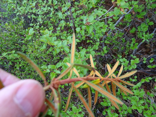 Bog Labrador Tea