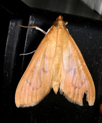 Protonoceras mitis