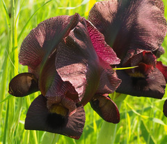 Iris atrofusca