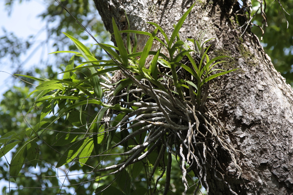 Dendrobium dicuphum F.Muell. 2