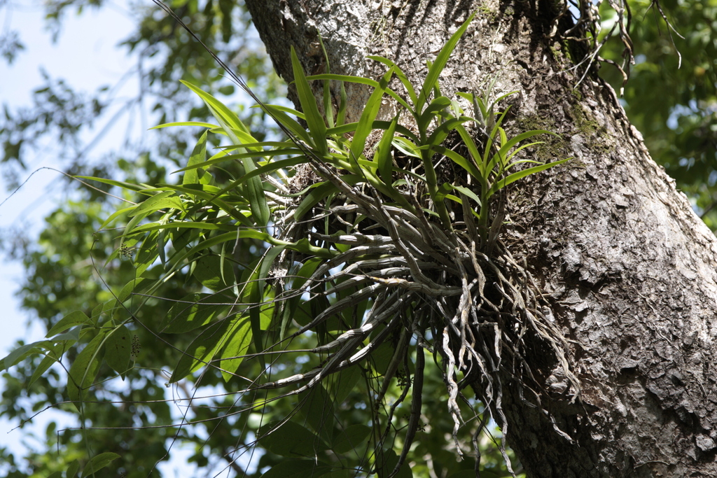 Dendrobium dicuphum F.Muell. 3