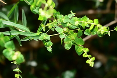 Euphorbia rothiana