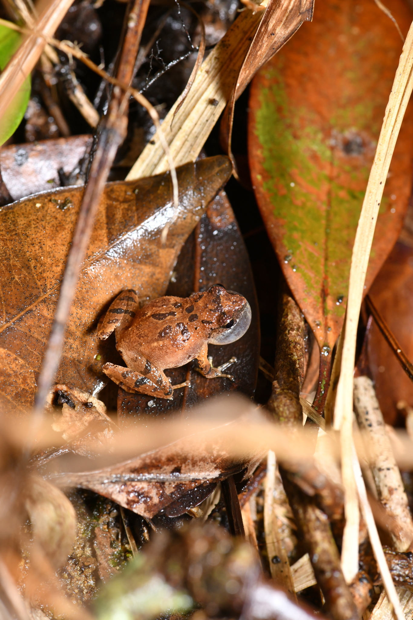 Romer's Treefrog, Liuixalus romeri