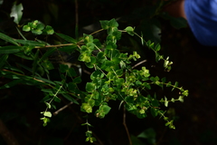 Euphorbia rothiana