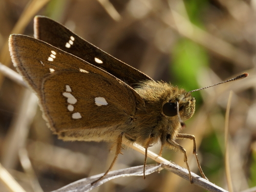 Pelopidas jansonis