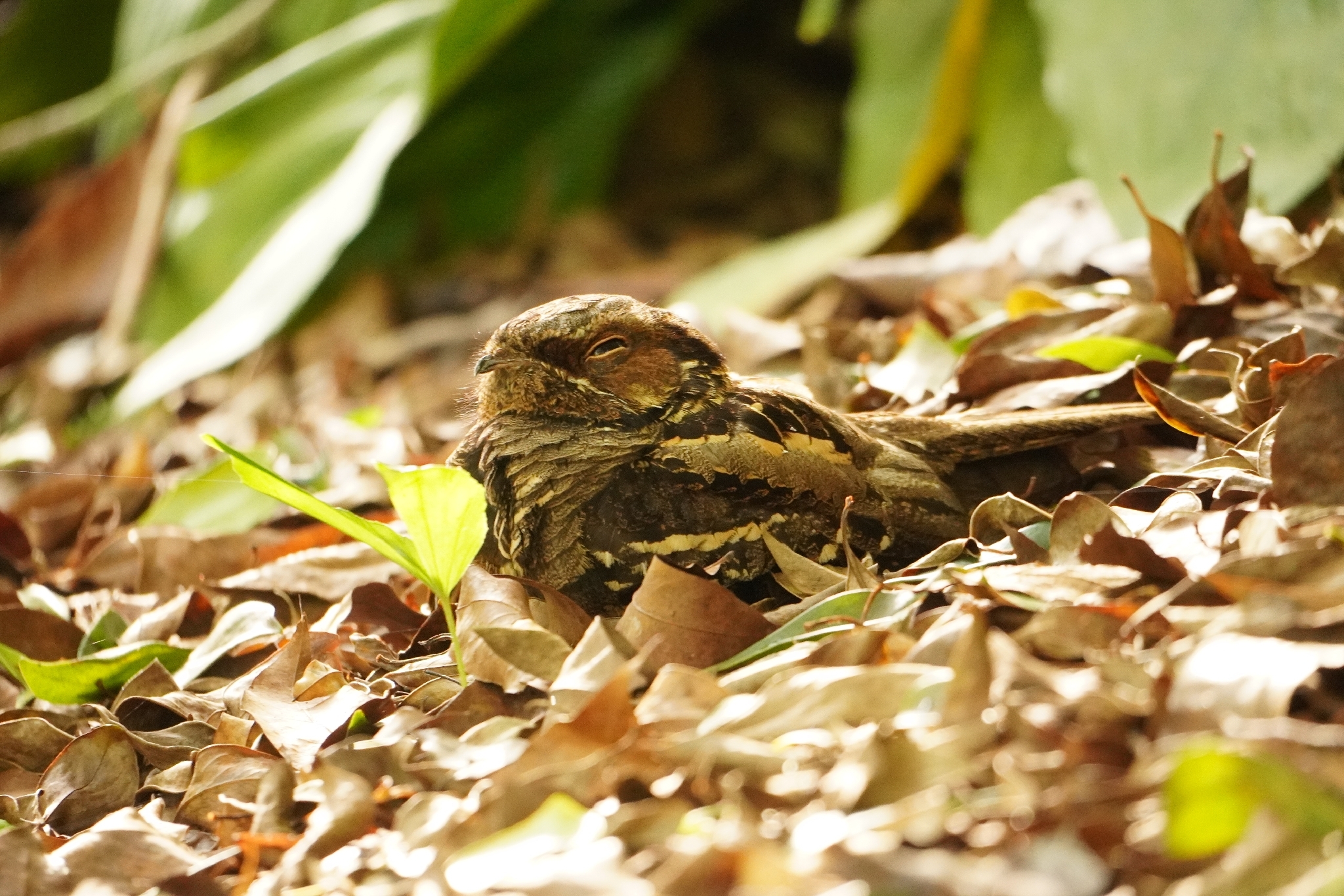 Large-tailed Nightjar (Caprimulgus macrurus), photo 6