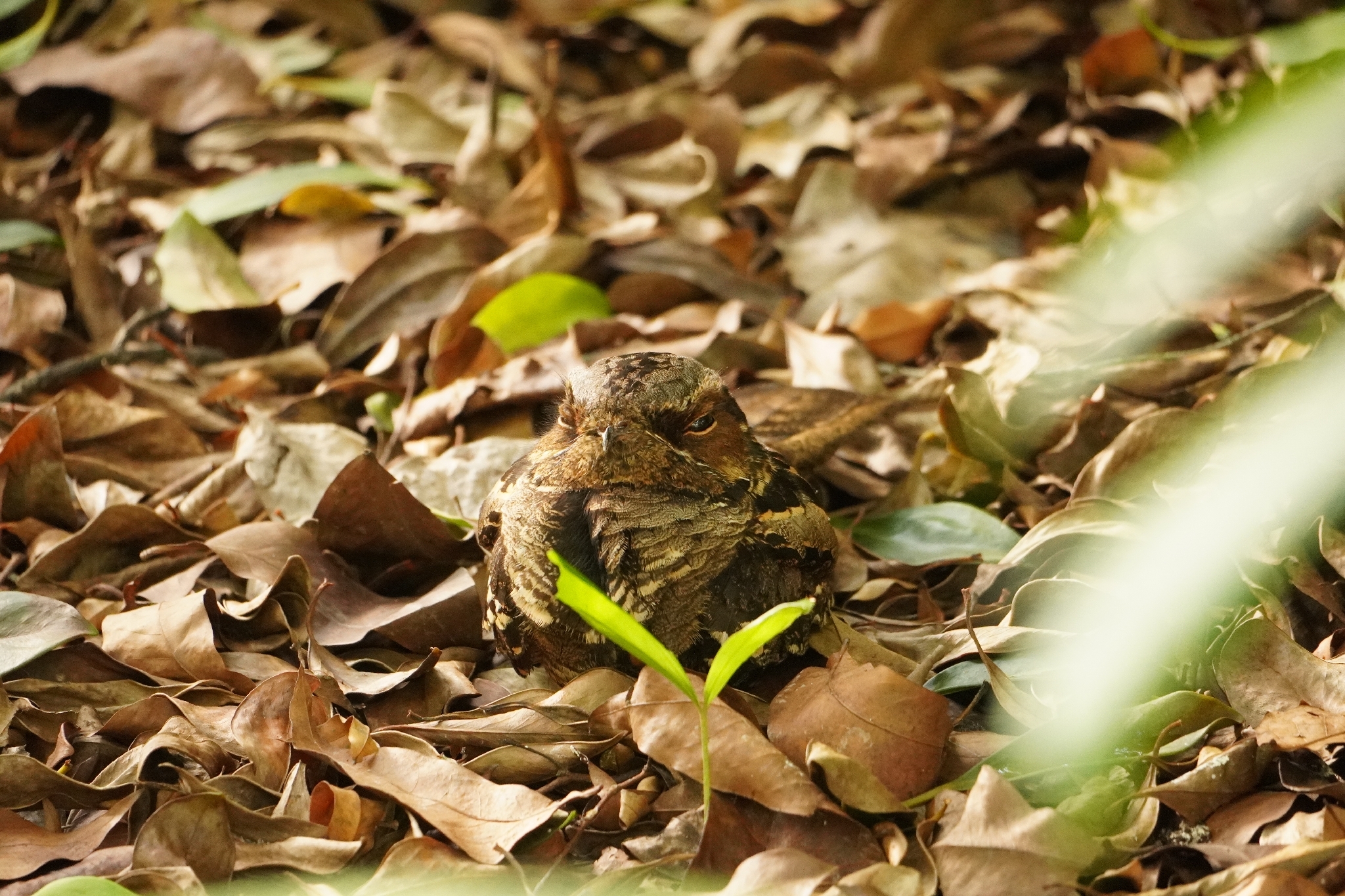 Large-tailed Nightjar (Caprimulgus macrurus), photo 7