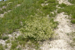 Crambe tataria