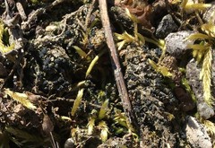 Bacidia bagliettoana