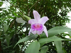Sobralia rosea