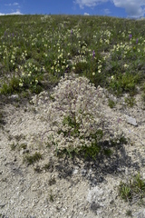 Crambe tataria