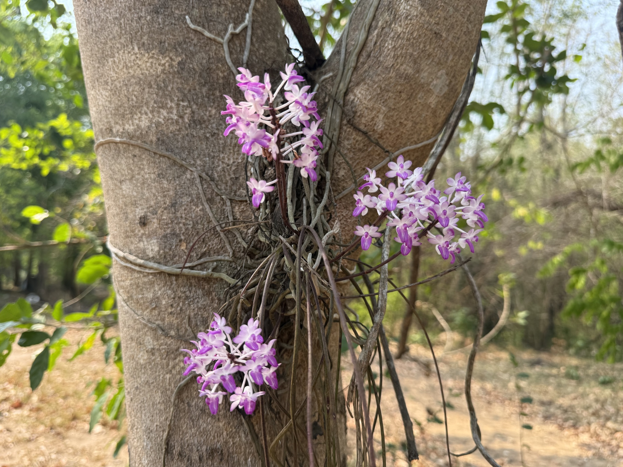 Imagem de Orquídea-rabo-de-raposa