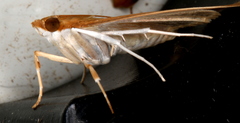 Protonoceras mitis