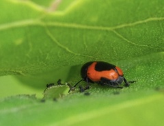 Cryptocephalus notatus