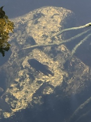 Mayaheros urophthalmus