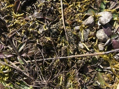 Bacidia bagliettoana