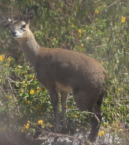 Klipspringer