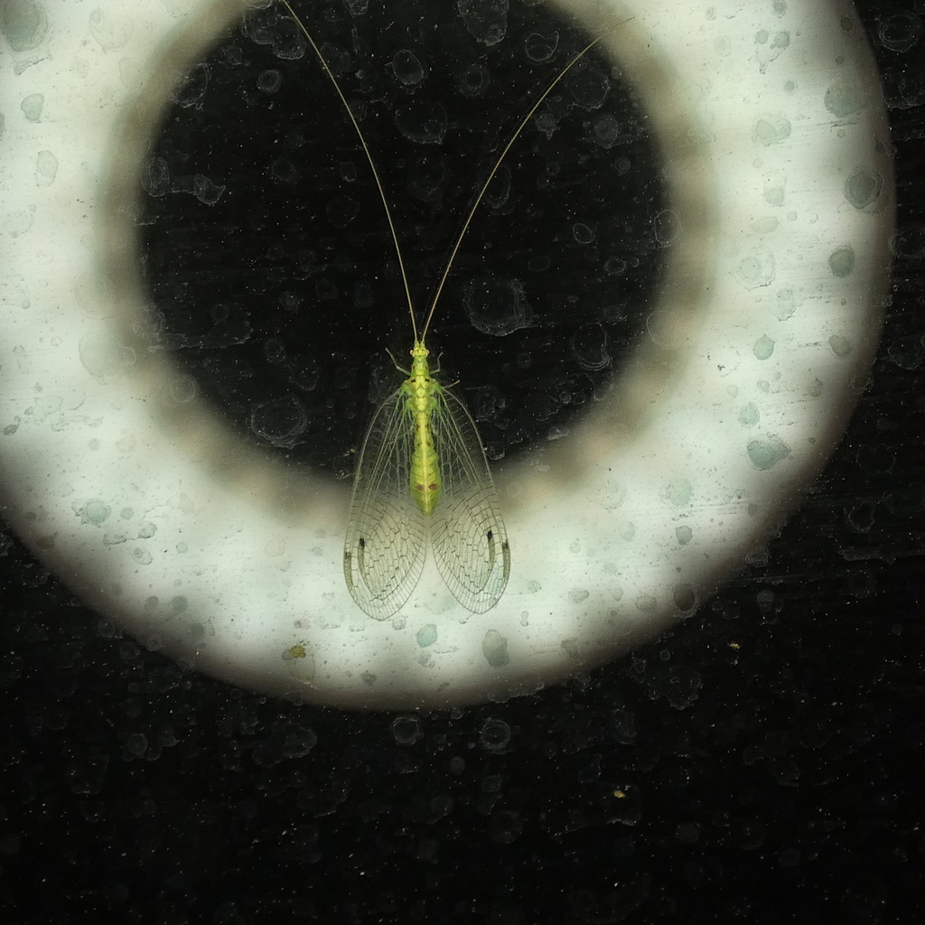 Leucochrysa callota