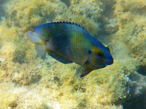 Pomacentrus trilineatus