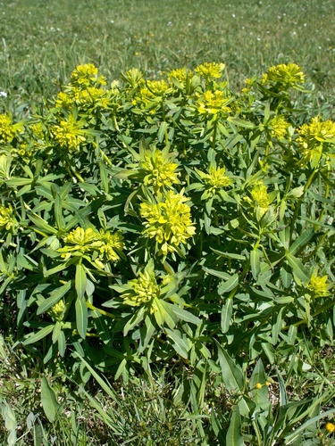 Euphorbia villosa