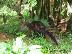 Nasua