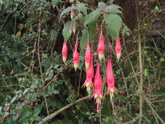 Fuchsia splendens image