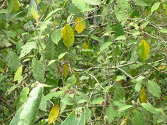 Chlorospingus semifuscus