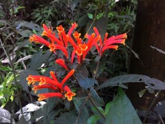 Aphelandra longiflora
