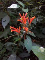 Aphelandra longiflora