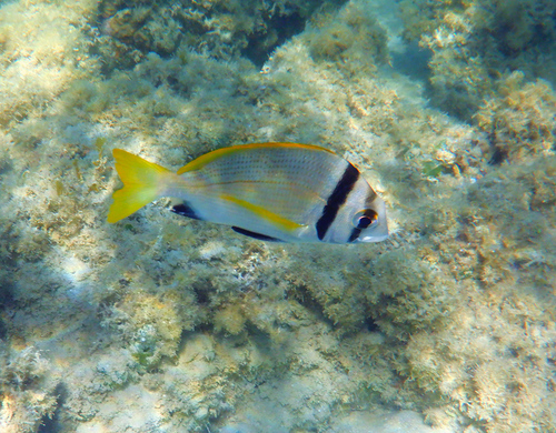 Acanthopagrus bifasciatus