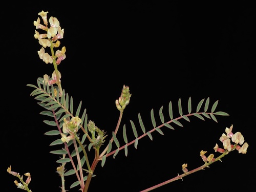 Deane's milkvetch (Astragalus deanei)