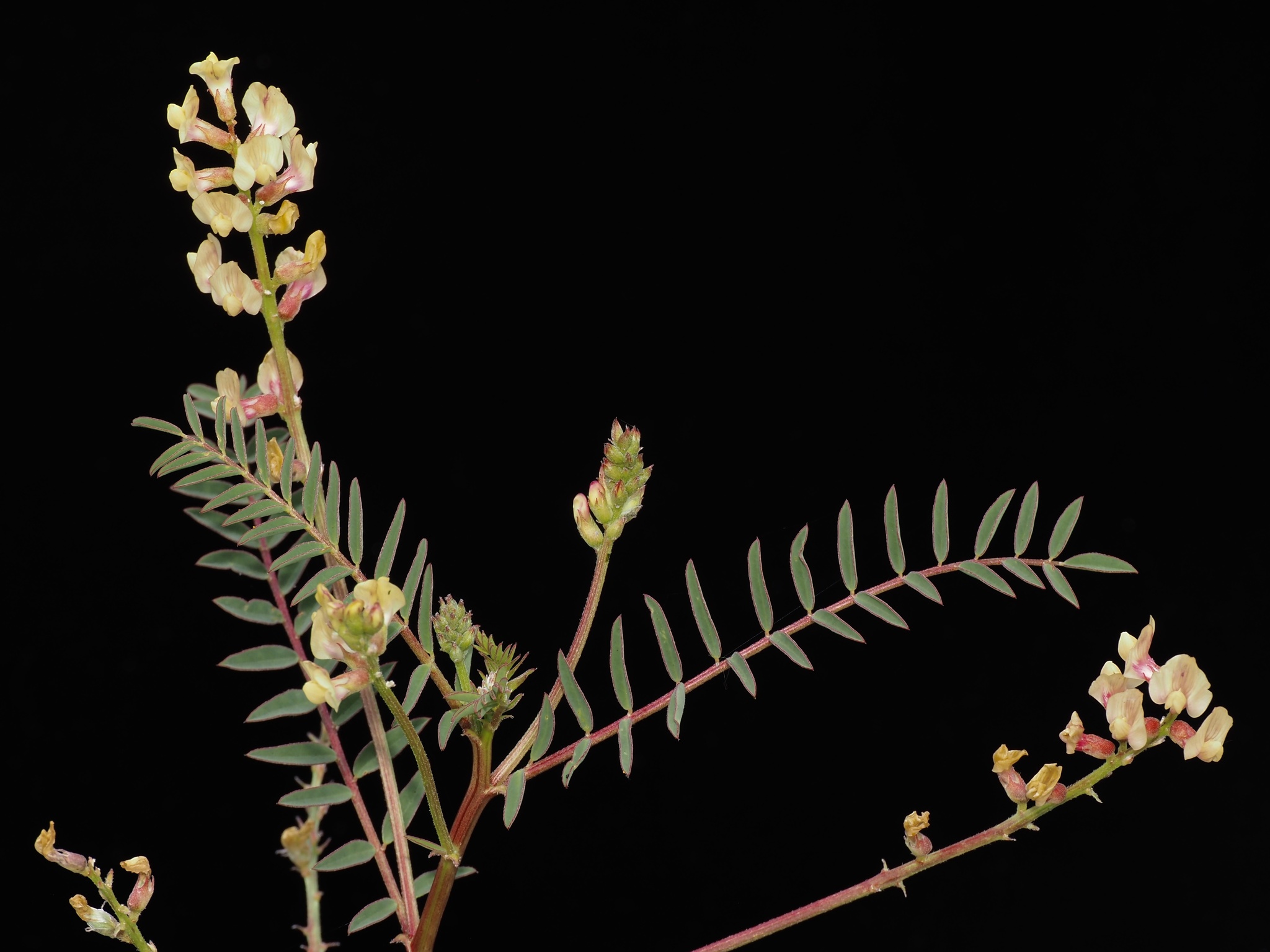 Astragalus deanei