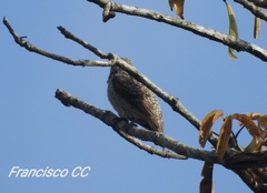 Cotinga amabilis