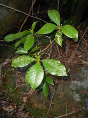 Aphelandra longiflora