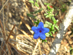 Glandora prostrata lusitanica