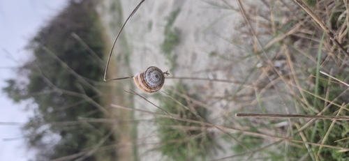 Theba pisana