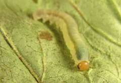 Empria basalis