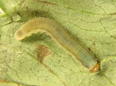 Empria basalis