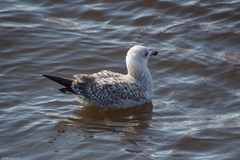 Larus argentatus