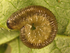 Empria basalis