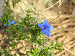 Glandora prostrata lusitanica