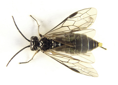 Empria basalis