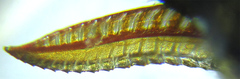 Empria basalis